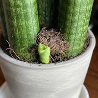サンセベリア・キリンドリカ,サンセベリア,観葉植物,成長記録,番外編の画像