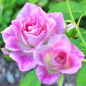 ピンクアイスバーグ,地植え,ばら バラ 薔薇,自宅の画像