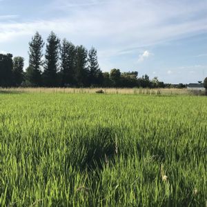 堺市,大阪府,田んぼの風景,8月,空と雲と緑の画像