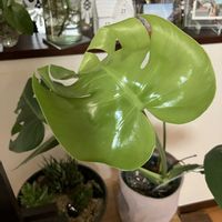 モンステラ,リビング,病気に負けない心,明日はきっと良い日になる,大切な日常の画像