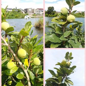 オオイタビ,コラージュ仲間達,お出かけ先の画像