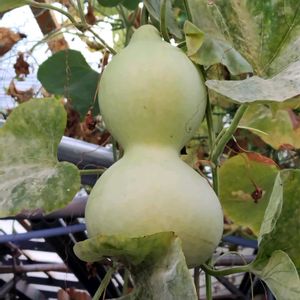 小さな庭,お出かけ先の画像