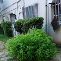 クスノキ,２０２０年５月同期,多様性を愛する会,8日は葉っぱの発表会,お出かけ先の画像