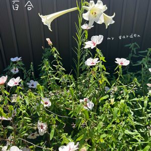 ユリ,ヤノネボンテンカ,地植え,ガーデニング,庭の画像