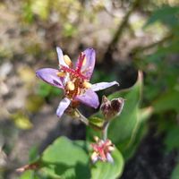かわいい,開花,癒し,美しい,綺麗の画像