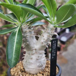 パキポディウム,パキポディウム・デンシフローラム,多肉植物,観葉植物,塊根植物の画像