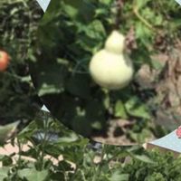アサガオ,ヒョウタン,いまそら．,今日のお花,美しく青きドヨウの画像
