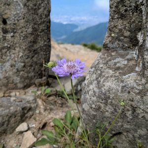 花のある暮らし,ハイキング・登山,スマホで撮影,GS日和,# スマホ写真の画像