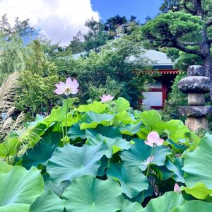 ハス,高幡不動尊,お出かけ先の画像