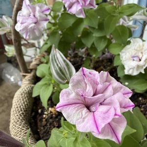 ペチュニア・シュガーペパーミント,花のある暮らし,ネコのいる暮らし,猫好き,花好きの画像