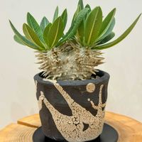 パキポディウム・エブレネウム,多肉植物,観葉植物,塊根植物,コーデックスの画像