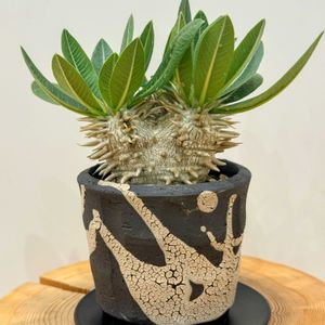 パキポディウム・エブレネウム,多肉植物,観葉植物,塊根植物,コーデックスの画像