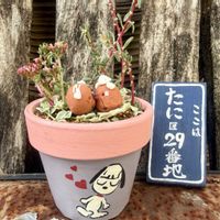 寄せ植え,多肉植物,癒される,毎月8日は鉢の日,45さんのリメ鉢の画像