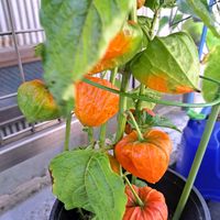 縁起の良い赤い実,縁起の良い赤い実,花のある暮らし,おうち園芸,玄関アプローチの画像