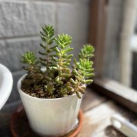 虹の玉,多肉植物,観葉植物,わが家の観葉植物❢の画像