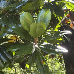 アジサイ,タイサンボク,ノブドウ,青空,六義園の画像