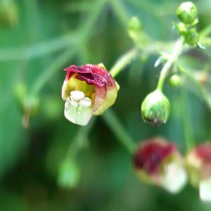 ヒナノウスツボ,ウナズキギボウシ,山野草,山散策,日本固有種の画像