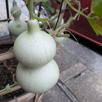 ヒョウタンの画像
