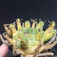 ユーフォルビア・ガムケンシス,ユーフォルビアの画像