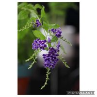 デュランタ 宝塚,元気をありがとう٩( ᐛ )و,鉢植え,キュート,癒しのひと時の画像