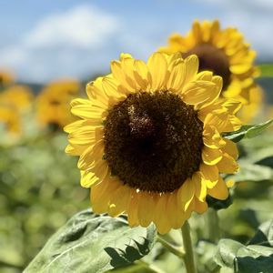 ヒマワリ,伊勢原,お出かけ先の画像