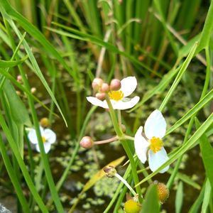 オモダカ,山野草,野草,白い花,癒しの画像