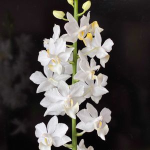 胡蝶蘭,SAVA,Phal.Purple Queen,ラン科,可愛いお花の画像