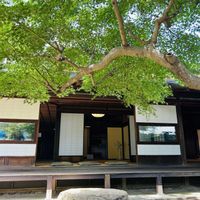 モミジ,日本庭園,和室,庭の画像