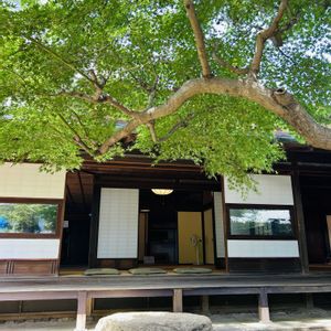 モミジ,日本庭園,和室,庭の画像
