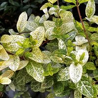 ポリゴナム（ヒメツルソバ）,ハニーサックル,ヘミジキア,花壇,玄関先の画像