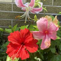 ハイビスカス,乙女心,カノコユリ,緑のある暮らし,可愛お花の画像