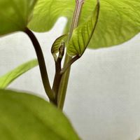 さつまいも,さつまいもの葉,さつまいもの葉,さつまいもの葉,サツマイモの画像