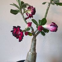 パキポディウム,アデニウム,砂漠のバラ,アデニウム　オベスム,八重咲きアデニウム　オベスムの画像