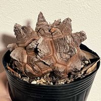 亀甲竜,亀甲竜,塊根植物,コーデックス,ディオスコレア属の画像