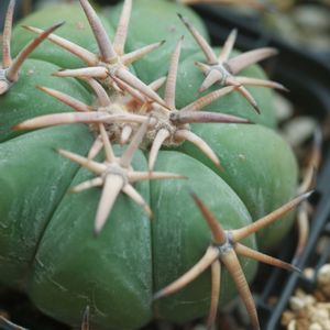 ハオルチア,多肉植物,観葉植物,塊根植物,サボテン科の画像
