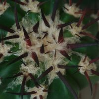 ハオルチア,多肉植物,観葉植物,塊根植物,サボテン科の画像
