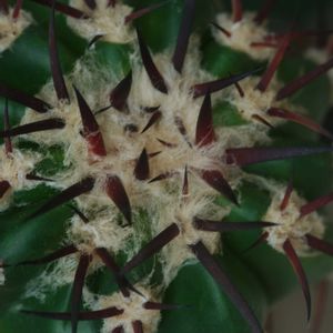 ハオルチア,多肉植物,観葉植物,塊根植物,サボテン科の画像