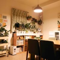 観葉植物いろいろ,寄せ植え,観葉植物,成長記録,記録用の画像