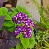 ヘリオトロープ,鉢植え,明るい日陰,プランター,ガーデニング初心者の画像