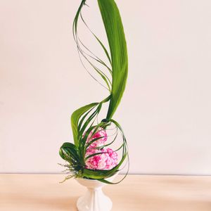 カーネーション,カーネーション,カーネーション,アサヒハラン,アサヒハランの画像
