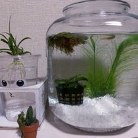オリヅルラン,水草,室内,メダカ,水草水槽の画像