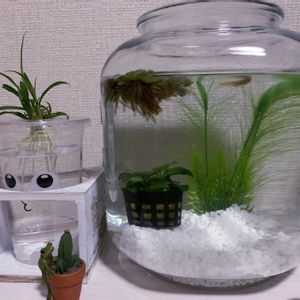 オリヅルラン,水草,室内,メダカ,水草水槽の画像