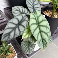 アロカシア,観葉植物の画像