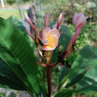 プルメリア,観葉植物,ネコ好き,花のある暮らし,アマガエルの画像