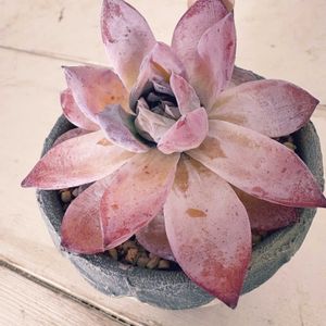 ブラックサバス,多肉植物,室内管理の画像