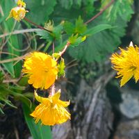 ミヤマダイコンソウ,オンタデ,ミヤマコゴメグサ,山野草,登山の画像
