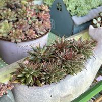 シルバースター,ミニバラ・グリーンアイス,翠晃冠,多肉植物,花のある暮らしの画像