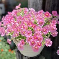熊童子,福兎耳,多肉植物,多肉の色々,ピンクのペチュニアの画像