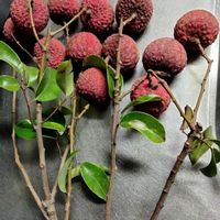 ライチ,南国,果物,花が好き,GS鹿児島の画像