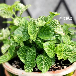 赤道サクラソウ,レティクラタ,꒰ღ˘◡˘ற꒱かわゅ~,植物のある暮らし,斑入り。の画像